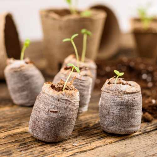Jiffy-7® 33mm Plugs