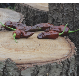 Bhut Jolokia Chocolate