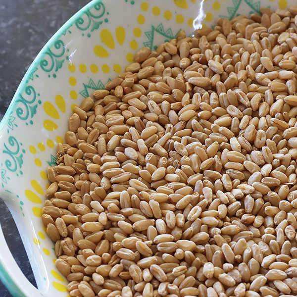 Wheat Kalahari White 