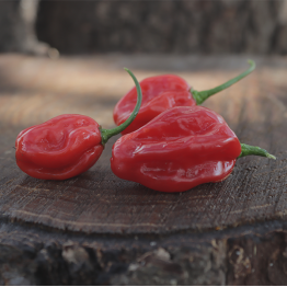 Bird's Eye Kpalimé Togo Chilli