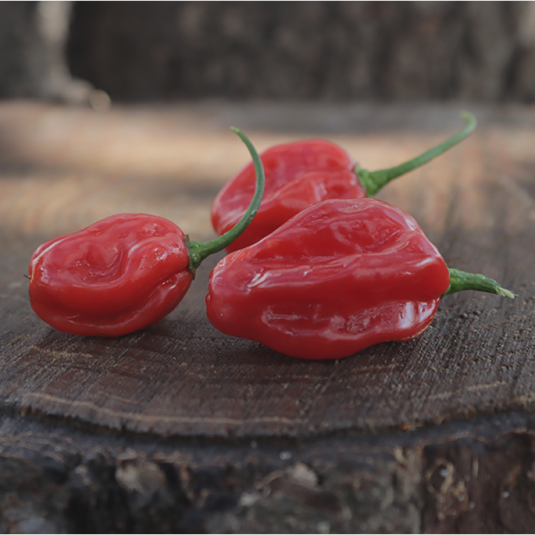 Bird's Eye Kpalimé Togo Chilli