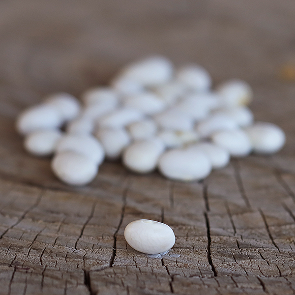 Kayera Bean