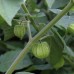 Kerr's Giant Cape Gooseberry