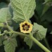 Kerr's Giant Cape Gooseberry