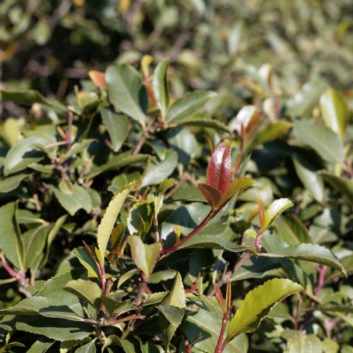 Khat-Bushman's Tea