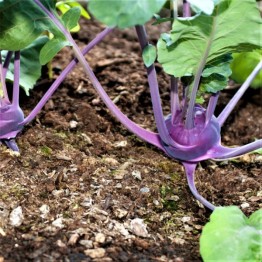 Purple Vienna Kohlrabi