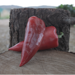 Paprika Red Punt