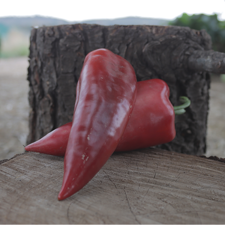 Paprika Red Punt