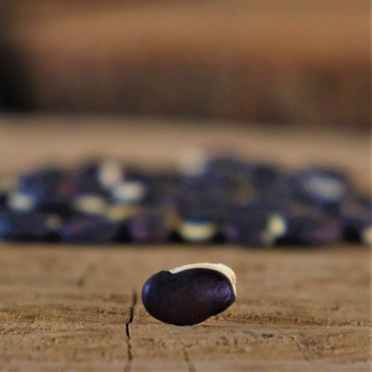 Lab Lab (Hyacinth) Beans