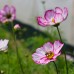 Cosmos Laced