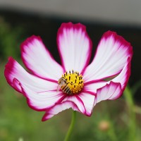 Cosmos Laced
