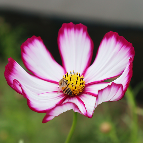 Cosmos Laced
