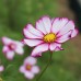 Cosmos Laced
