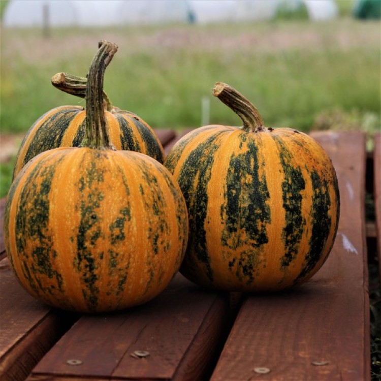 Lady Godiva Pumpkin