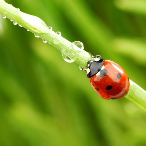 Aphidalia - 2 Spot Ladybug 100's