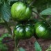 Large Barred Boar Tomato