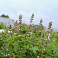 Seedling Basil Lemon
