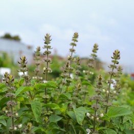 Basil Lemon