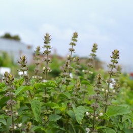 Lemon Basil