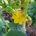 Lemon Cucumber