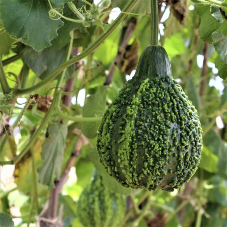 Leraka Gourd