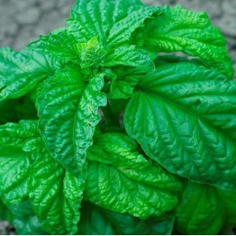 Basil Lettuce Leaf