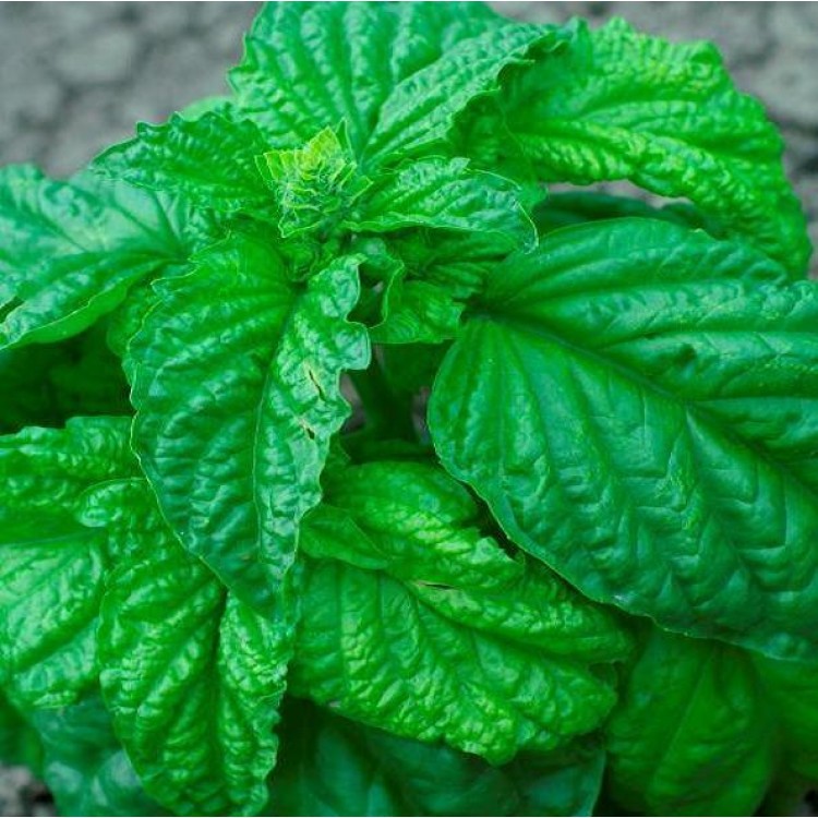 Basil Lettuce Leaf