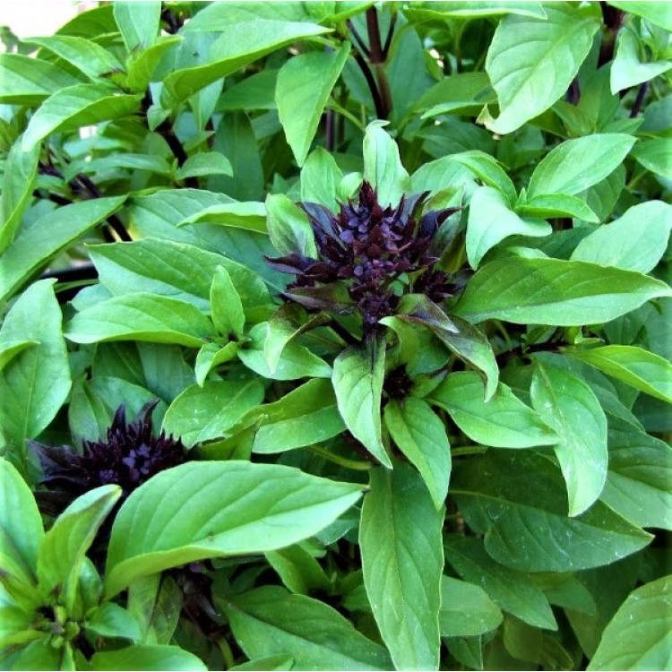 Basil Licorice