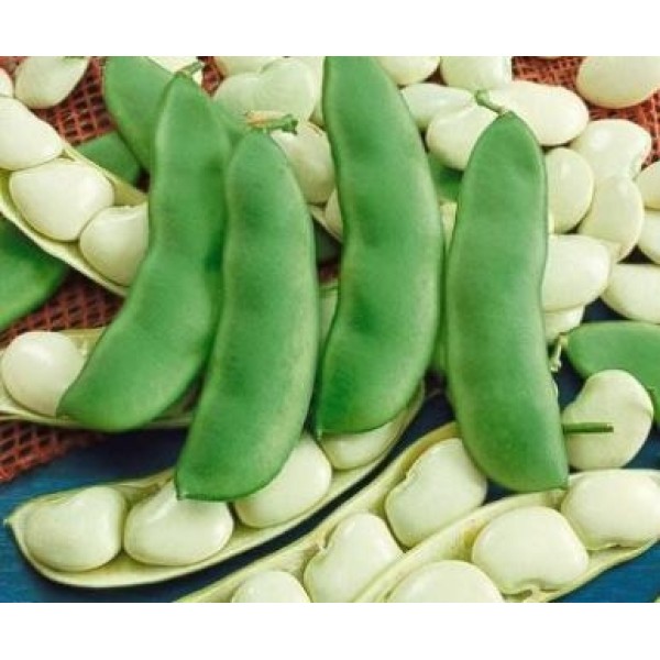 Lima Beans Lima Beans