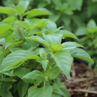 Seedling Basil Lime