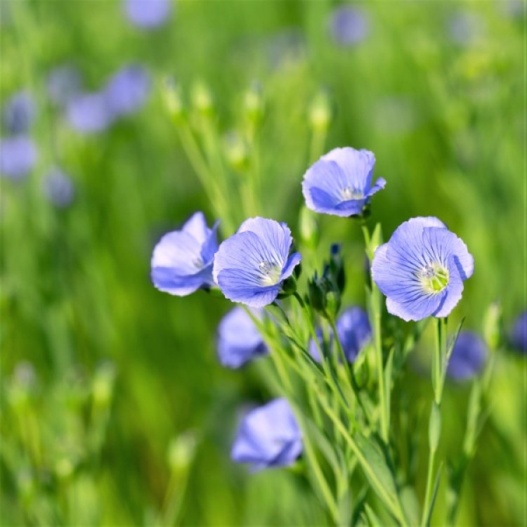 Linseed (Flax Seed)