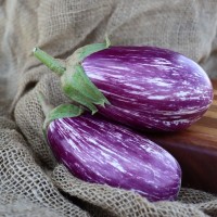 Seedling Listada de Gandia Brinjal