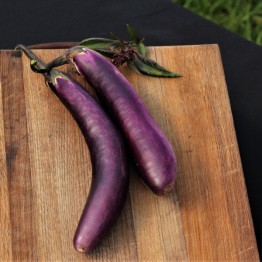 Long Purple Brinjal