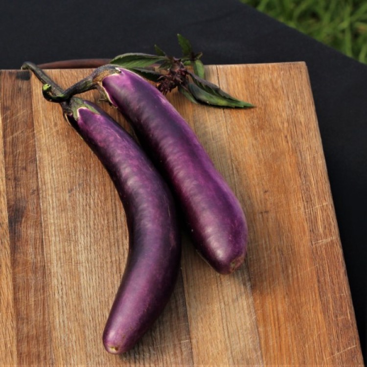 Long Purple Brinjal