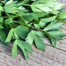 Lovage (Maggi Herb)