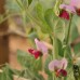 Magnolia Blossom Tendril Peas