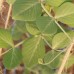 Magnolia Blossom Tendril Peas