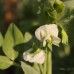 Mammoth Melting Sugar Peas