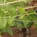 Mammoth Melting Sugar Peas