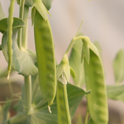 Mangetout Kennedy Peas