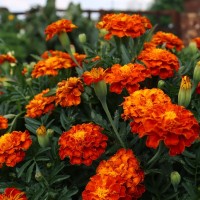 Seedling Marigold French Flower
