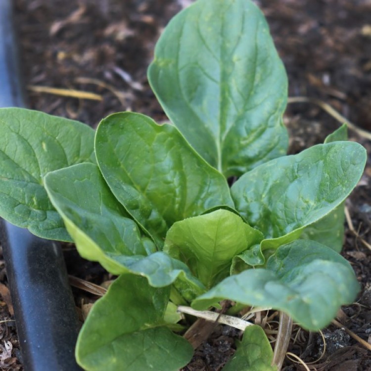 Matador Spinach