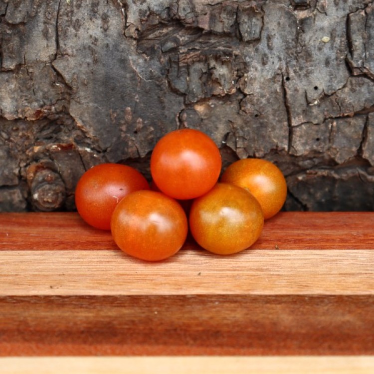 Matt's Wild Cherry Tomato