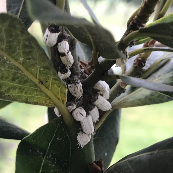 Mealybug