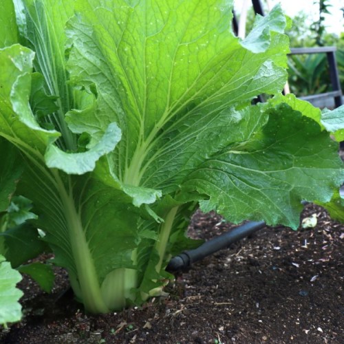 Michihili Chinese Cabbage