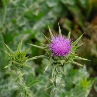 Seedling Milk Thistle Herb