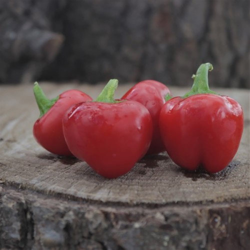 Mini Red Belle Pepper