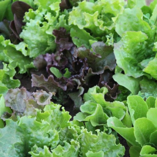 Mixed Lettuce Blend