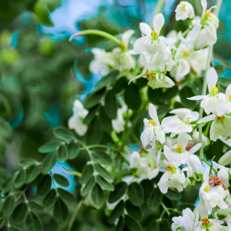 Moringa Tree