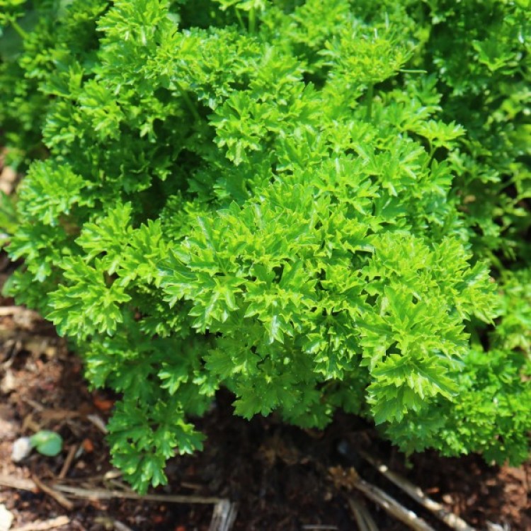 Parsley Moss Triple Curled